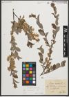 Foto von Salix starkeana Willd.